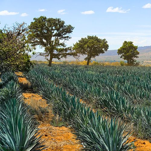 Tequila Factory Tour