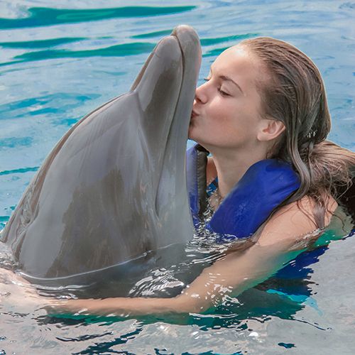 Dolphin Adventure