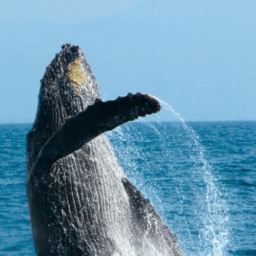 Whale Watching