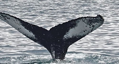 Whale Watching Cabo Photo Safari "Seasonal"