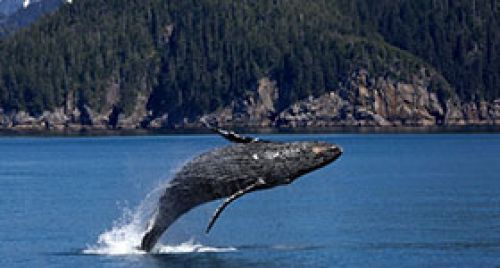 Whale Watching "Seasonal"