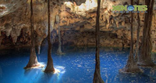 Xenotes