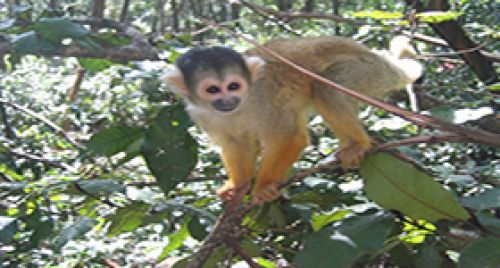 Monkey land (HALF DAY SAFARI)