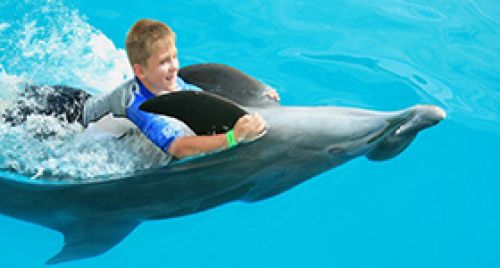 Dolphin cruiser