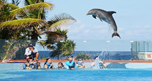 Dolphin Discovery