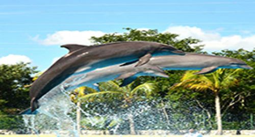 Dolphinaris